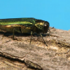 'Highly destructive' tree-killing insect found in BC for first time