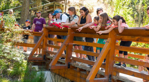 RDCO invites families to help release salmon fry into Mission Creek this weekend