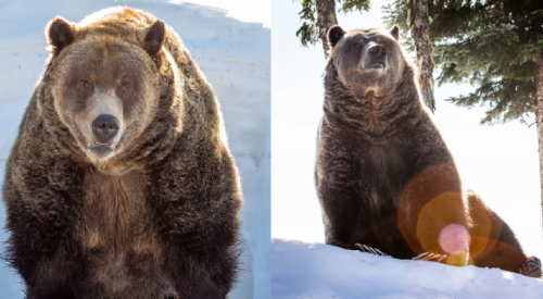 BC’s resident grizzlies Ginder and Coola wake after 149 days of hibernation