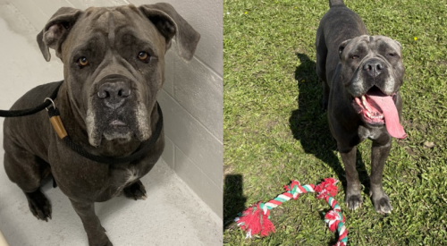 Furever Home Finder: Lulu