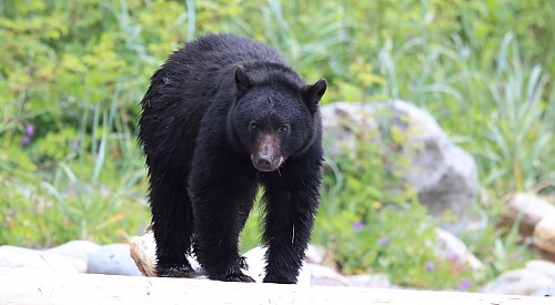 Bear killed by conservation officers after attacking woman walking dog in Whistler